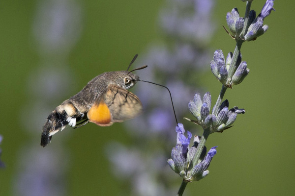 Moro-sphinx (Macroglossum stellatarum), remarquez la tr&egrave;s longue trompe / Pixabay